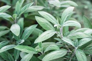 Sage growing in the garden, Salvia officinalis medicinal plants closeup photo