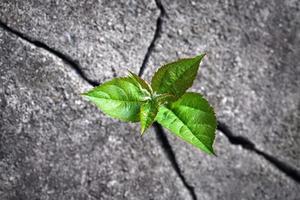 Small tree sprouted from the rock, new life, hope, resilience, green plant growing in stone photo