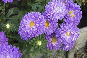 aster de china, callistephus chinensis flores moradas en el macizo de flores del jardín foto