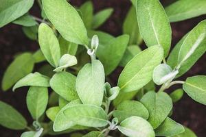 Garden Sage, Salvia officinalis plants growing in herb garden photo