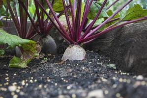 Beet growing in organic homestead vegetable garden, copy space photo