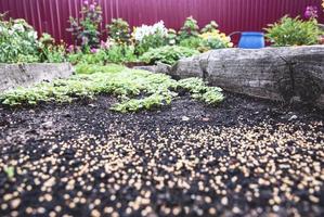 Garden bed in autumn, White Mustard plants growing as green manure and fertilizer, Sinapis alba seeds on the ground photo