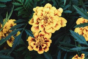 Yellow marigolds blooming in the garden closeup photo