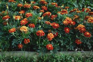 Marigolds flowering border in the flower garden photo