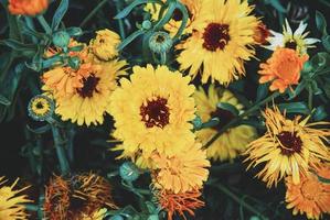 Garden Marigold flowers, Calendula officinalis plants with flowers and seeds in the garden, dark and moody photo