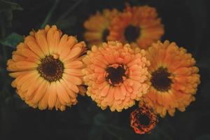 Calendula officinalis, Garden Marigold flowers growing in herb garden, dark and moody photo