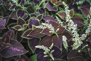 Plectranthus scutellarioides, Coleus plant blooming in the garden photo