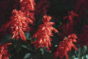 Salvia splendens Vista Red blooming in the garden, Scarlet sage closeup photo