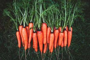 zanahorias en la hierba en la huerta, zanahorias cosechadas seguidas