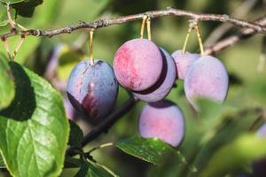 Plums on plum tree brunch in the garden photo