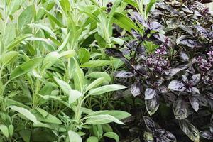 Sage and Basil plants growing in herb garden photo
