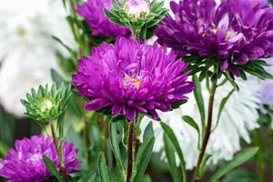 Deep purple Aster flowers growing in the garden, Callistephus chinensis blooming in autumn photo
