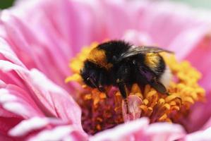 abejorro durmiendo en flor de zinnia rosa, bombus hortorum descansando foto