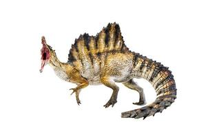 dinosaur , spinosaurus isolated background clipping path photo