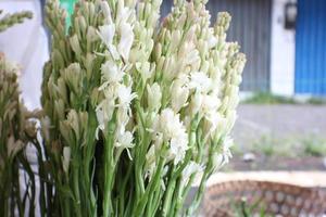 ramo de flores y capullos de nardo blanco listos para ser comercializados foto