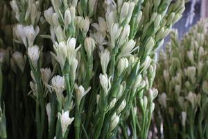 Bunch of Flowers and White Tuberose Buds ready to be marketed photo