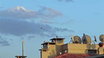 Gull Birds Perched on the Roof video