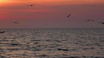Seagulls Flying Sunset Sky