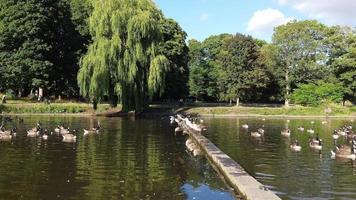 Vista al lago y aves acuáticas en el parque público local de Inglaterra Gran Bretaña Reino Unido video