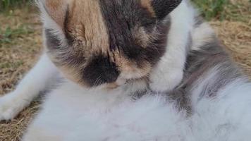 lindo gato de raça persa no jardim de casa, close-up tiro video