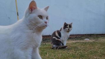 Katze posiert im heimischen Garten video