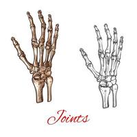 Vector sketch icon of human hand bones or joints