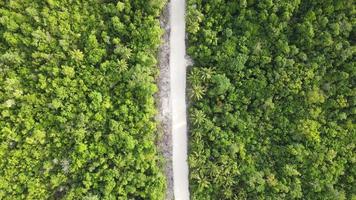 superiore aereo Visualizza di bianca strada nel tropicale foresta vicino spiaggia. video