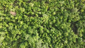 vue aérienne de la plage de sable blanc turquoise avec jungle tropicale en indonésie video