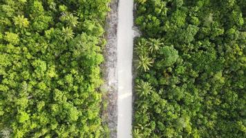 vista aérea superior de la carretera blanca en el bosque tropical cerca de la playa. video