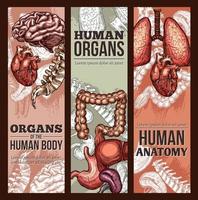 cartel de anatomía de boceto de vector de órganos humanos