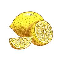 Lemon fruits sliced vector sketch icon