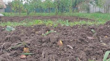 oblast de kyiv, ucrânia - 02 de outubro de 2022 cultivo de canteiros com um cultivador elétrico manual video