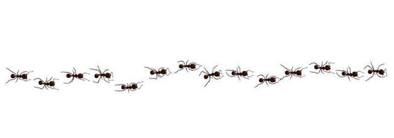 Black ant trail. Working insect curve group silhouettes isolated. Vector illustration.