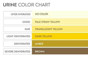 Urine color chart. Pee hydration and dehydration test strip. Vector design for medical education poster.