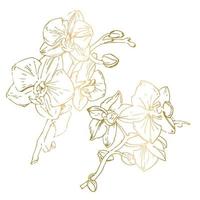flor vectorial de la orquídea. ilustración de tinta aislada. vector