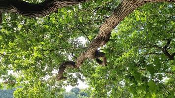 les reflets de la lumière caustique se reflètent dans un mouvement lent sur un arbre au bord d'un lac. video