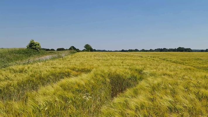 Field move. Поле ячменя. Ячменное поле. Field move. Рис падди.