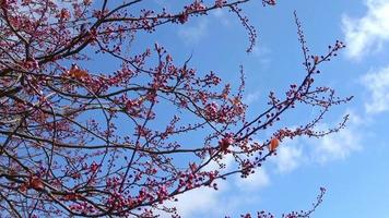 Beautiful blooming trees in blossom during springtime against the blue sky. video