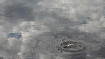 lento movimento di bellissimo acqua onde e increspature a partire dal un' pietra caduta in un' acqua superficie di un' lago. video