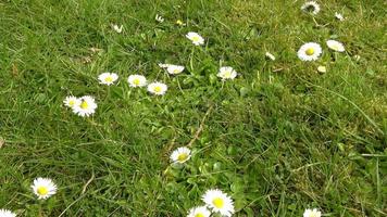tiro de seguimiento de flores de margarita blanca y rosa en hierba verde. video