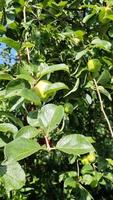 manzanas verdes en una rama listas para ser cosechadas con un enfoque selectivo y un bokeh suave video