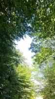 View into the treetops from the road in a forest from a moving bicycle. video