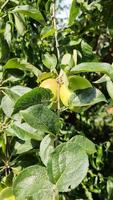 Green apples on a branch ready to be harvested with a selective focus and soft bokeh video