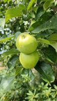 manzanas verdes en una rama listas para ser cosechadas con un enfoque selectivo y un bokeh suave video