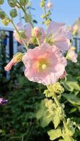 Pink flower hollyhock up on a fresh and green background video