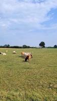 mucche pascolo su verde prato su un' soleggiato giorno. video