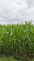 aérienne d'un grand champ avec plant de maïs au soleil et nuages. video