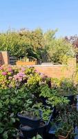 A garden sprinkler watering a vegetable patch on a red brick wall. video