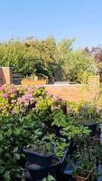 A garden sprinkler watering a vegetable patch on a red brick wall. video