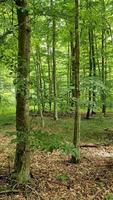 panorámica de la cámara en un bosque europeo verde bajo el sol video